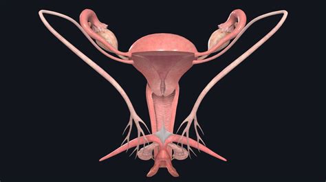 vagina anatomy pic|Female Reproductive Structures .